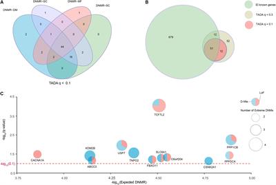 Prioritized High-Confidence Risk Genes for Intellectual Disability Reveal Molecular Convergence During Brain Development